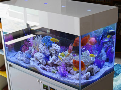 熱帯魚アクアリウム