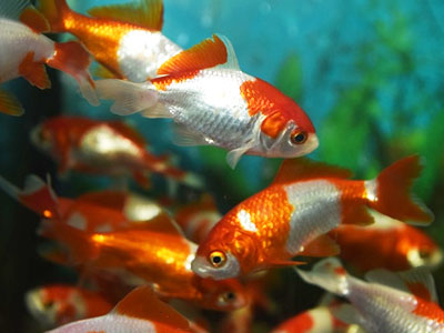 金魚アクアリウム