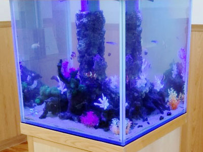 海水魚アクアリウム