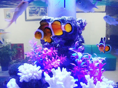 海水魚アクアリウム