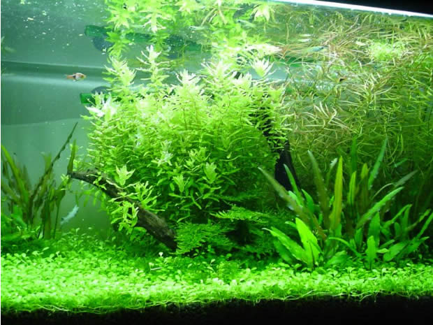 水草アクアリウム
