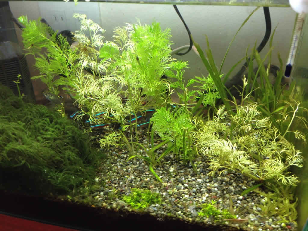 水草アクアリウム