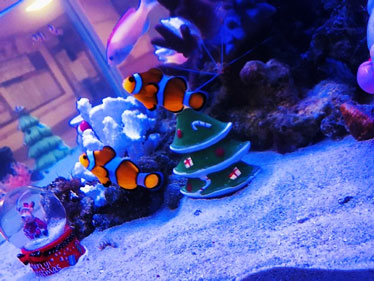 イシハラアクアリウム