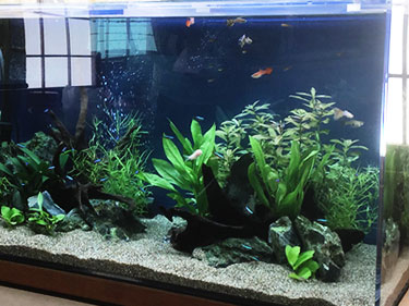 イシハラアクアリウム