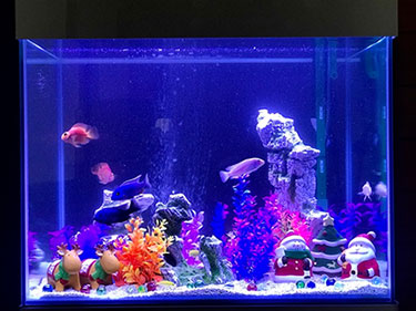 イシハラアクアリウム